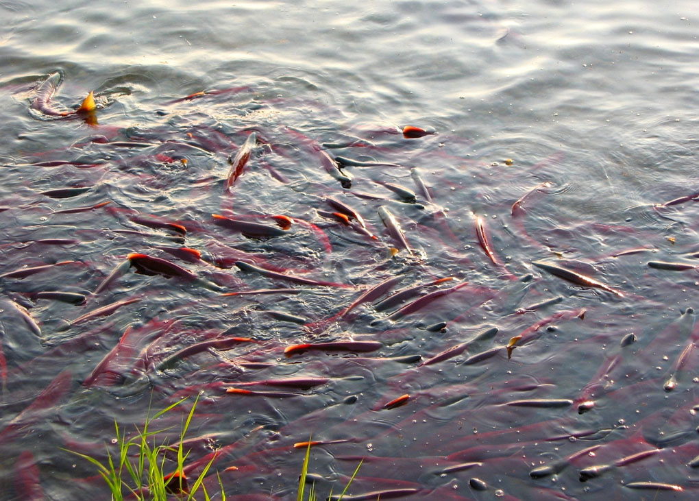 Fish