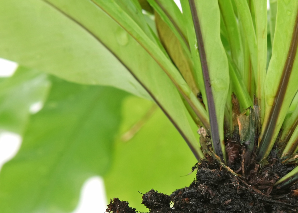 Plant