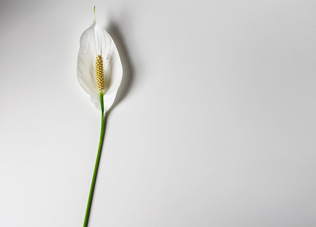 Peace lily
