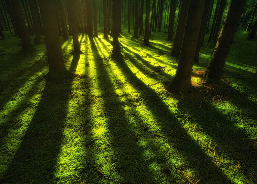 Forest